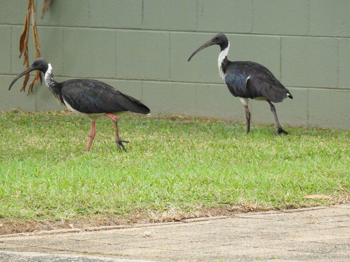 ibis slámokrký - ML621051159