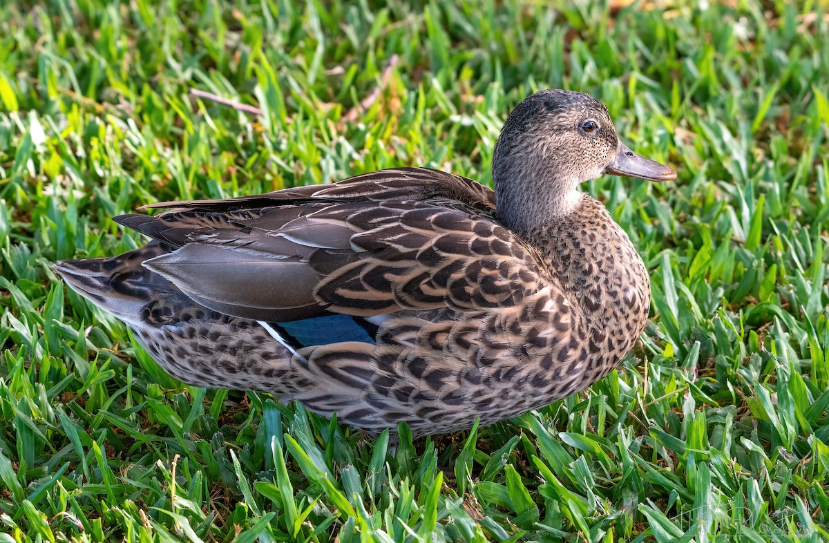 Mallard x Hawaiian Duck (hybrid) - ML621051171