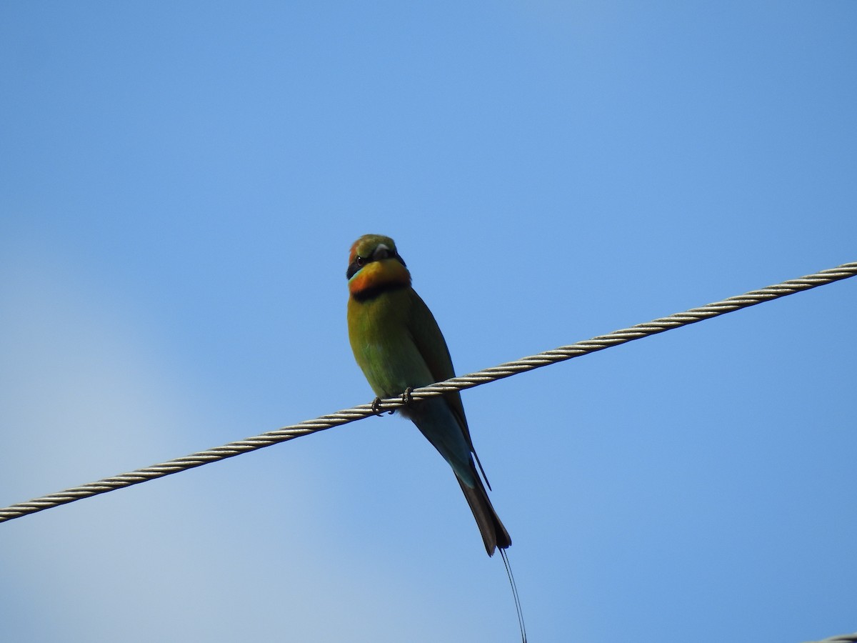 Rainbow Bee-eater - ML621051172