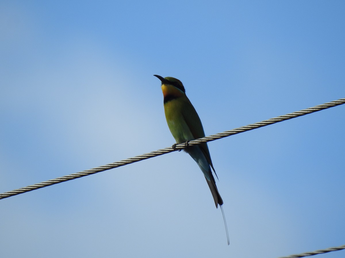 Rainbow Bee-eater - Monica Mesch