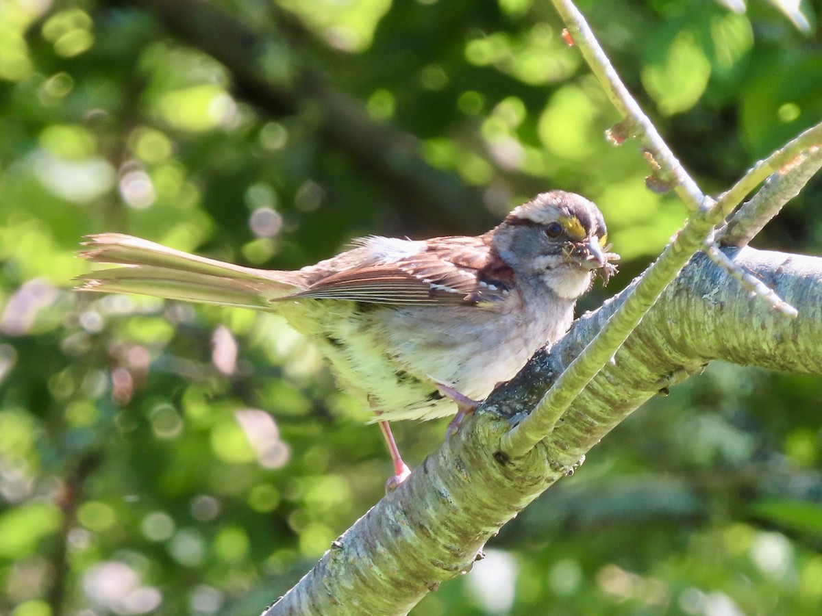 White-throated Sparrow - ML621051178