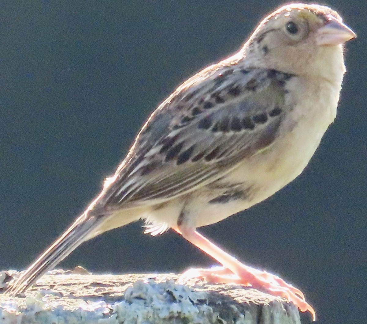Grasshopper Sparrow - ML621051217