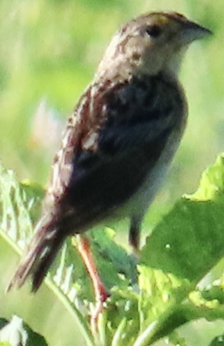 Grasshopper Sparrow - ML621051223