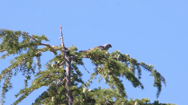 Mississippi Kite - ML621051232