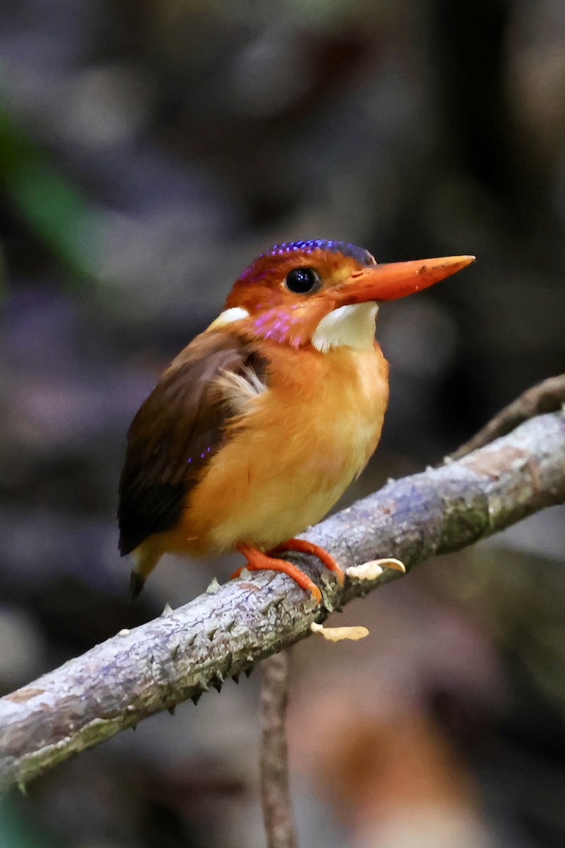 Sulawesi Dwarf-Kingfisher - ML621051251