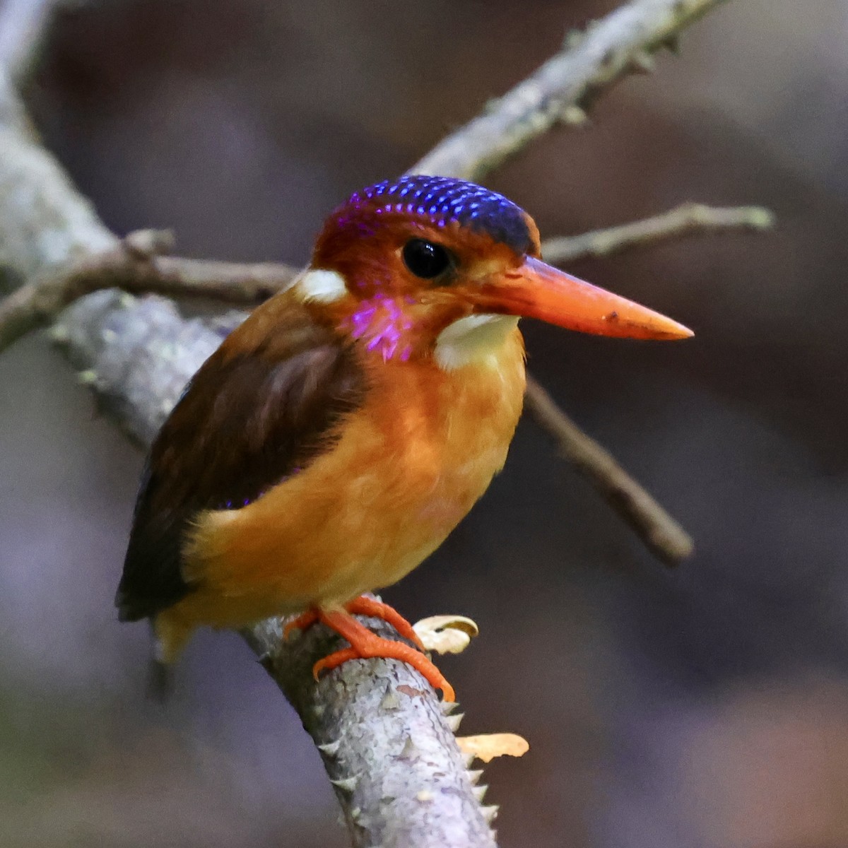 Sulawesi Dwarf-Kingfisher - ML621051252