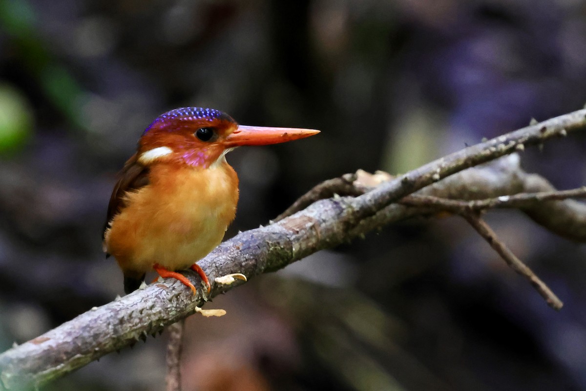 Sulawesi Dwarf-Kingfisher - ML621051253