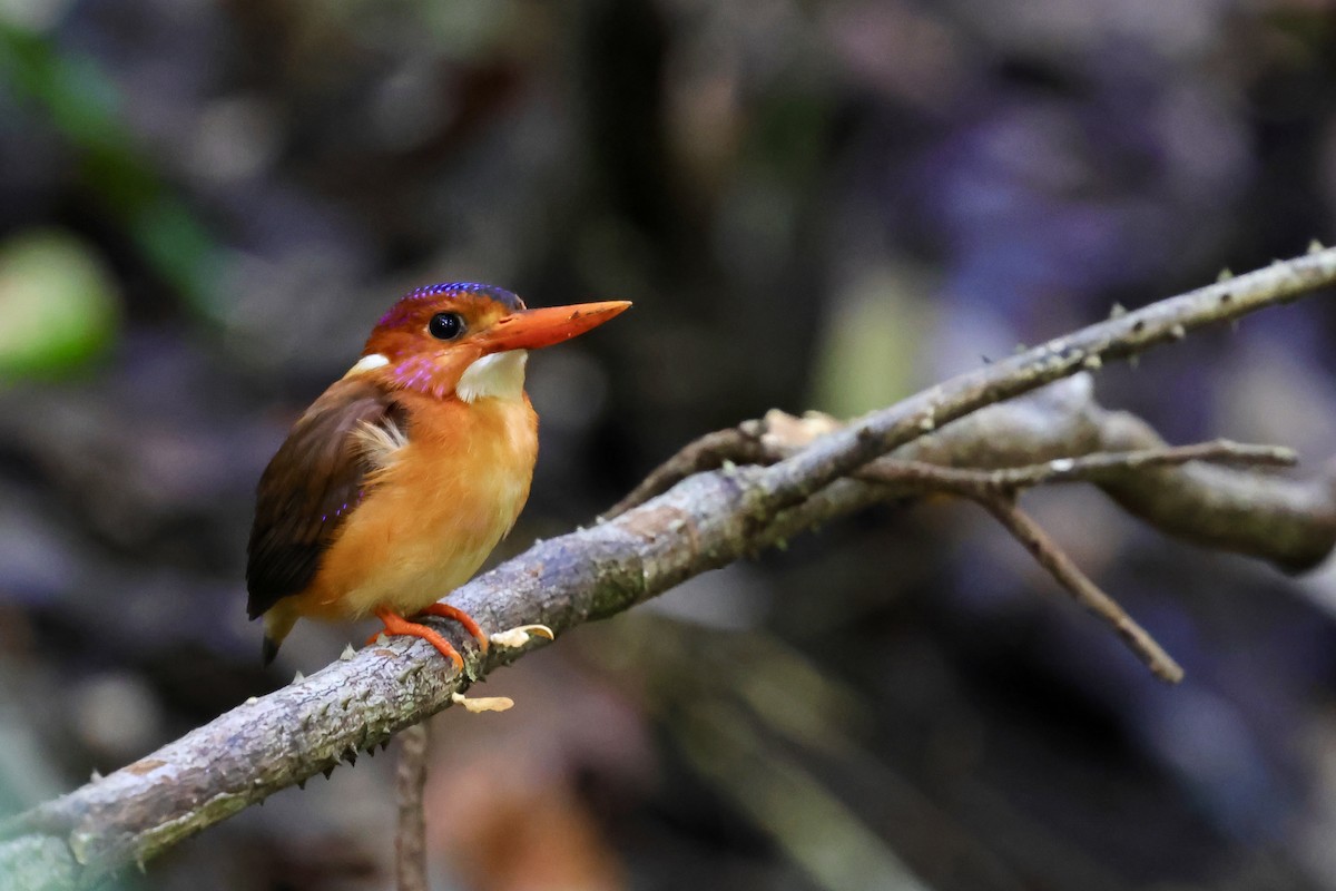 Sulawesi Dwarf-Kingfisher - ML621051254