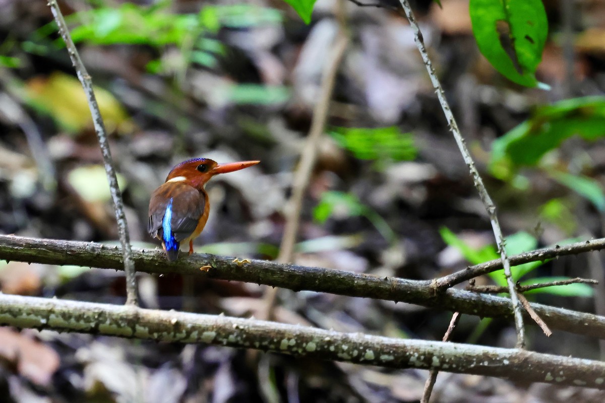 Sulawesi Dwarf-Kingfisher - ML621051255