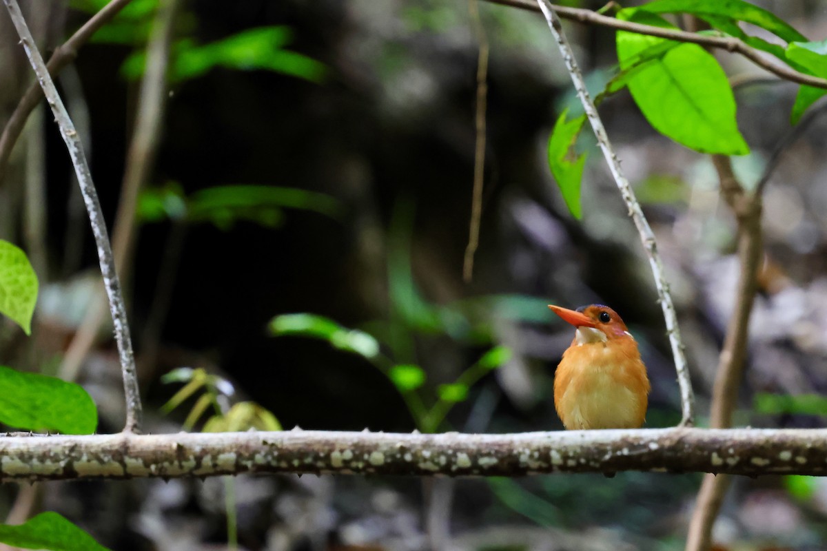 Sulawesi Dwarf-Kingfisher - ML621051256