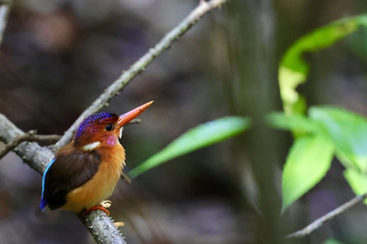 Sulawesi Dwarf-Kingfisher - ML621051258