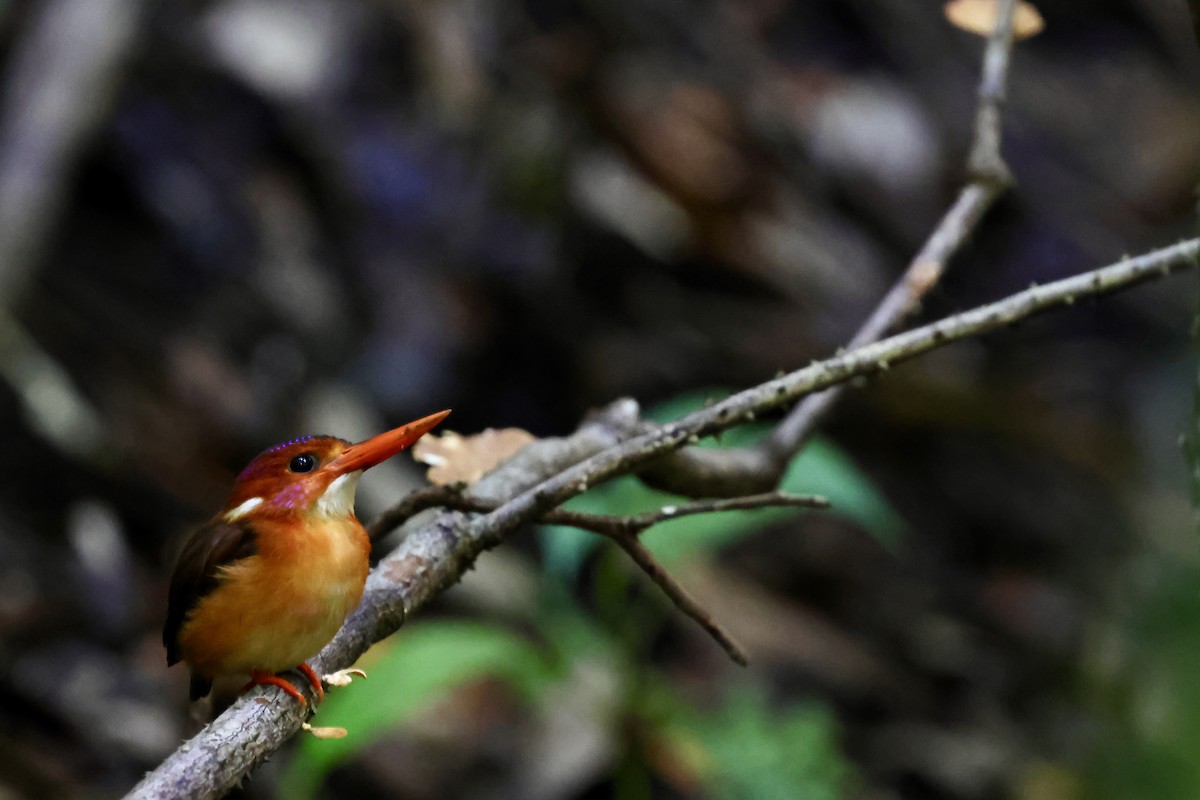 Sulawesi Dwarf-Kingfisher - ML621051259