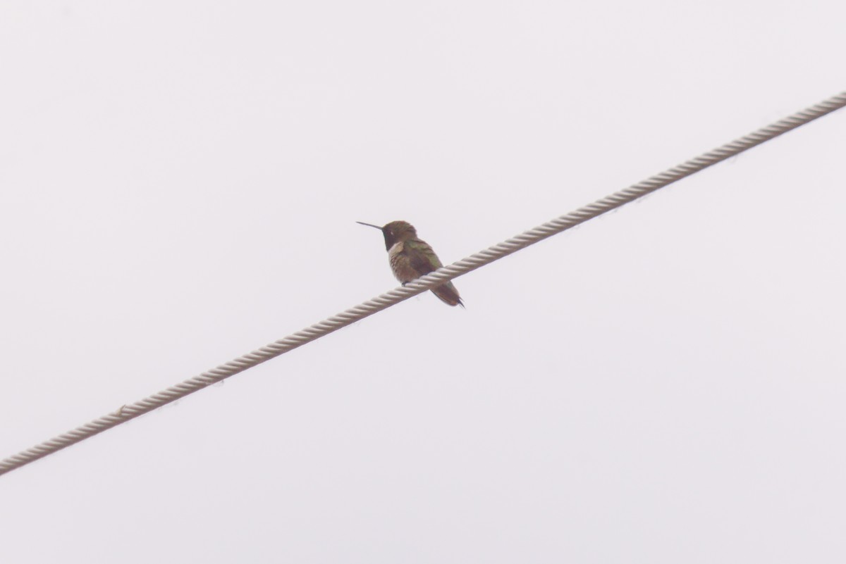 Anna's Hummingbird - ML621051270