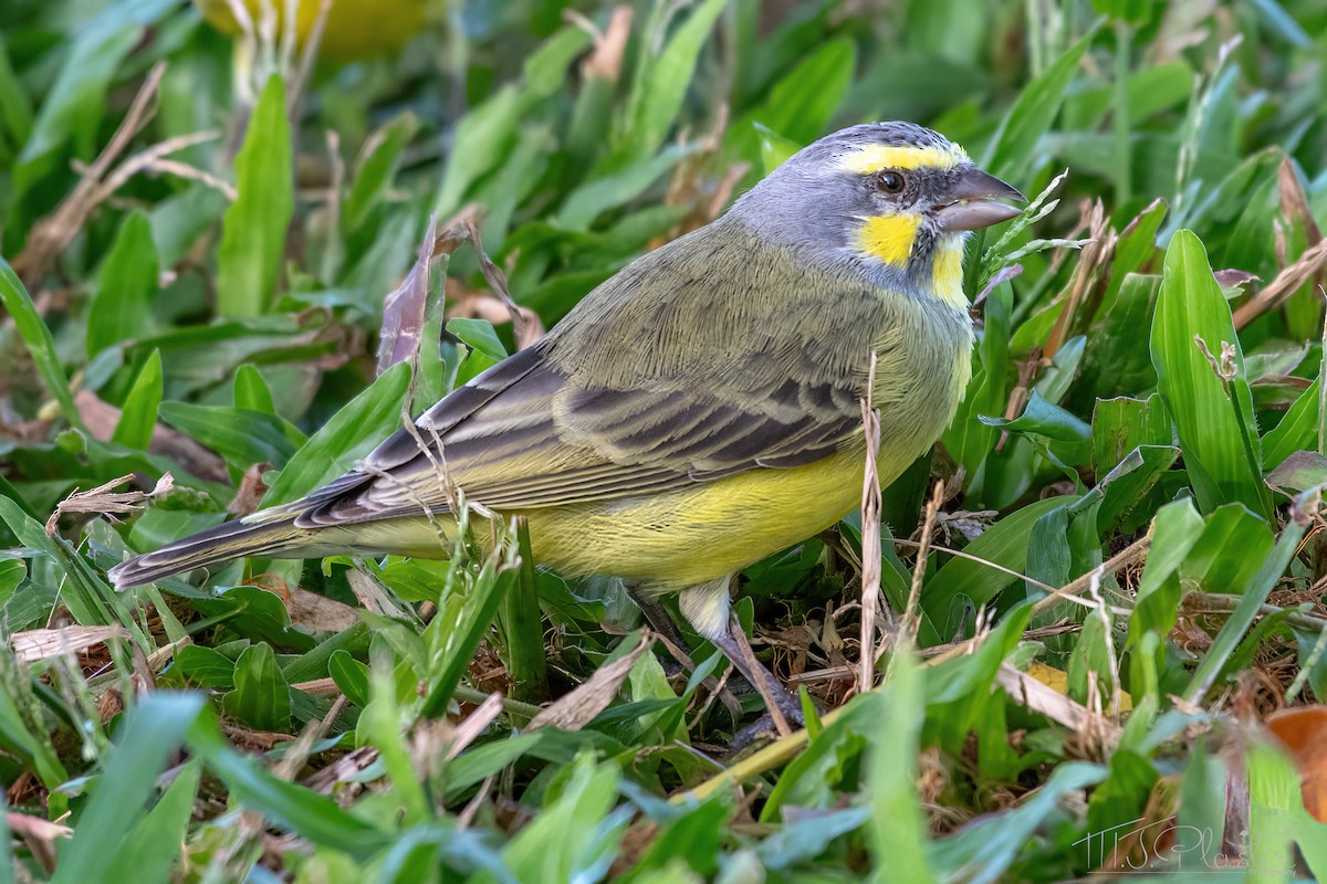 Yellow-fronted Canary - ML621051288