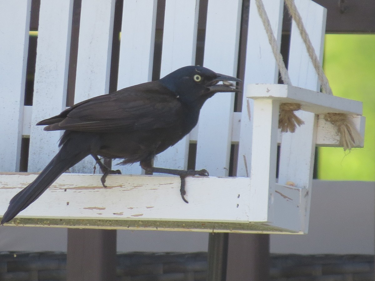 Common Grackle - ML621051297