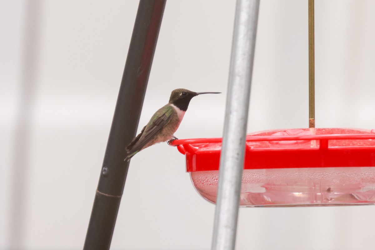 Black-chinned Hummingbird - ML621051346