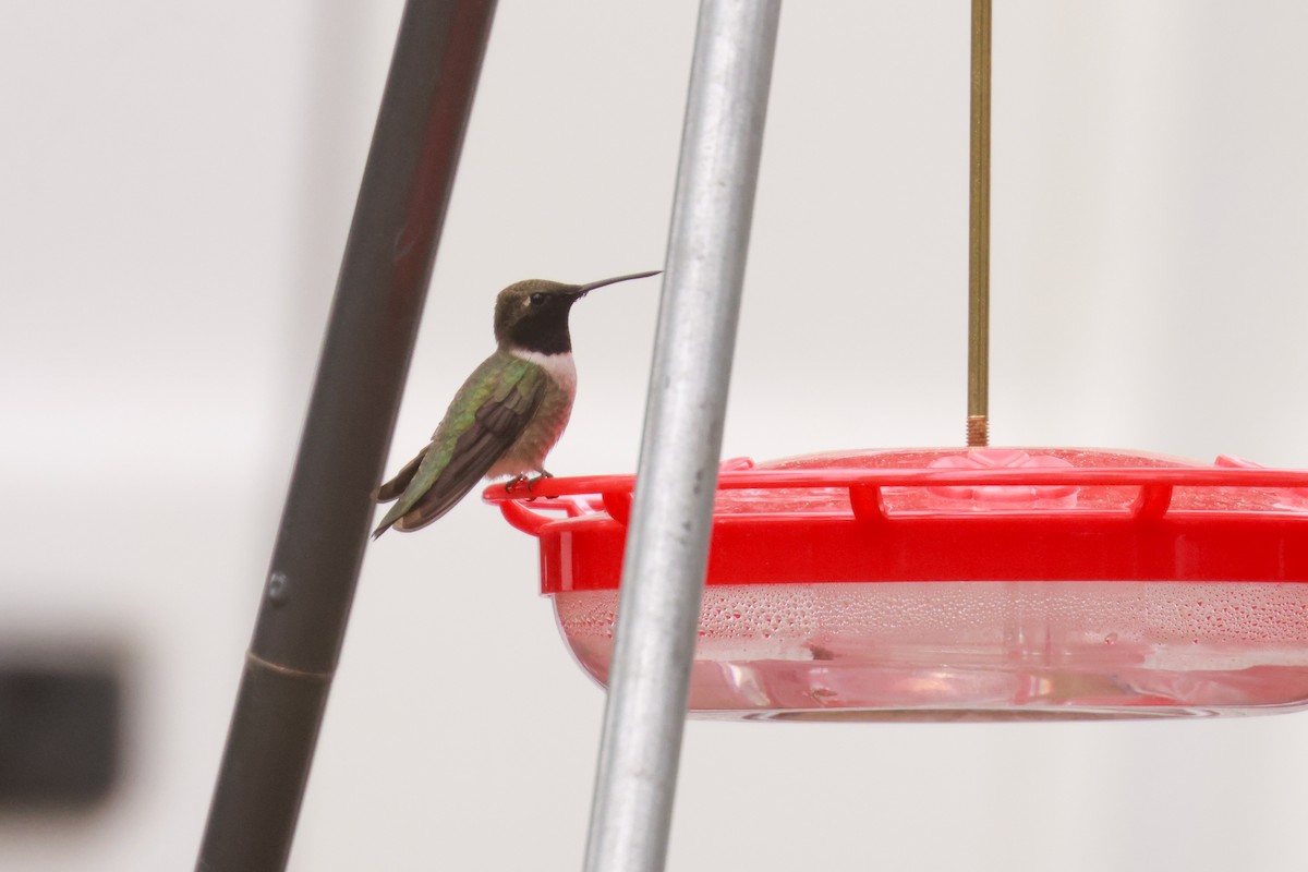 Black-chinned Hummingbird - ML621051347