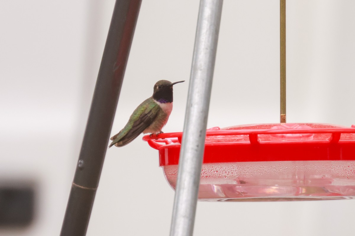 Black-chinned Hummingbird - ML621051348