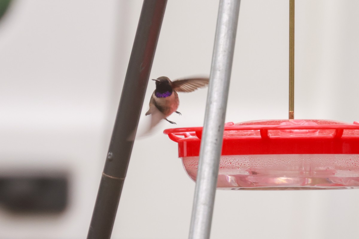 Black-chinned Hummingbird - ML621051349