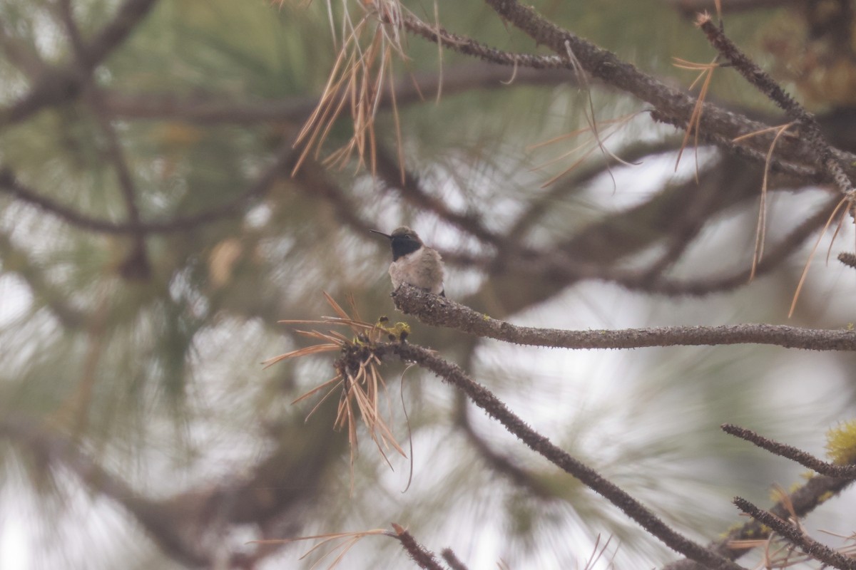Black-chinned Hummingbird - Joey McCracken