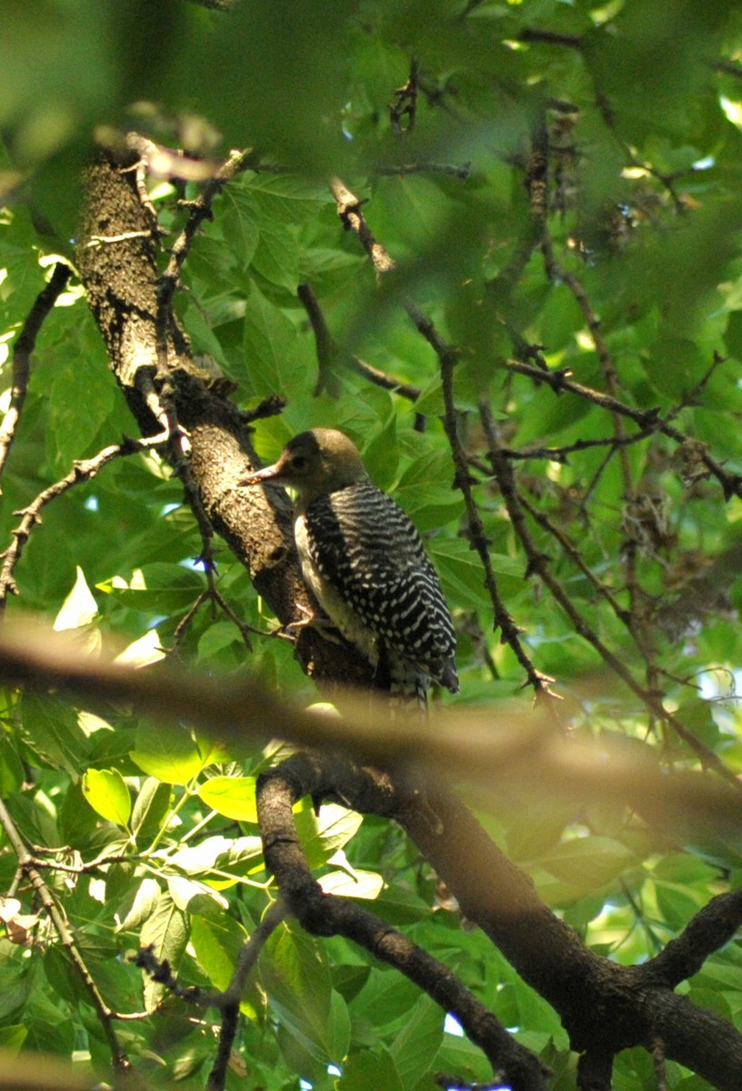 Red-bellied Woodpecker - ML621051360