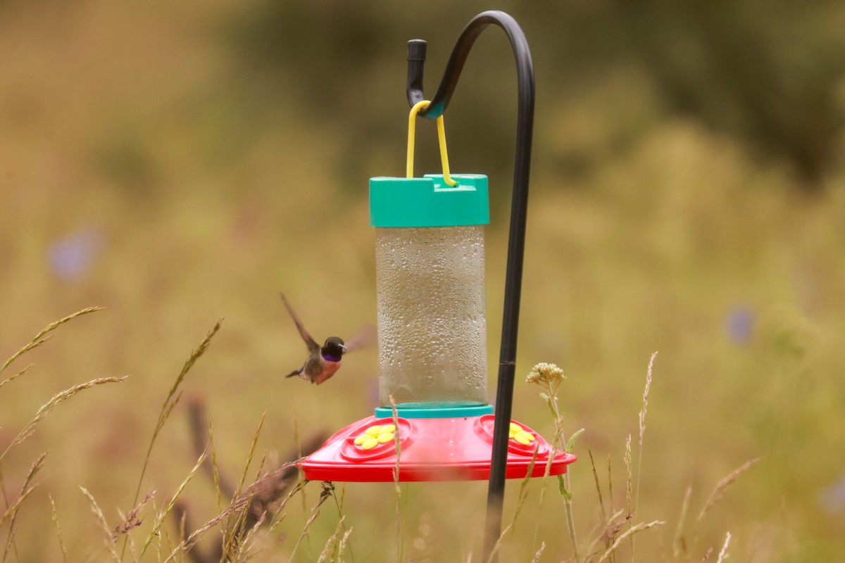 Black-chinned Hummingbird - ML621051361