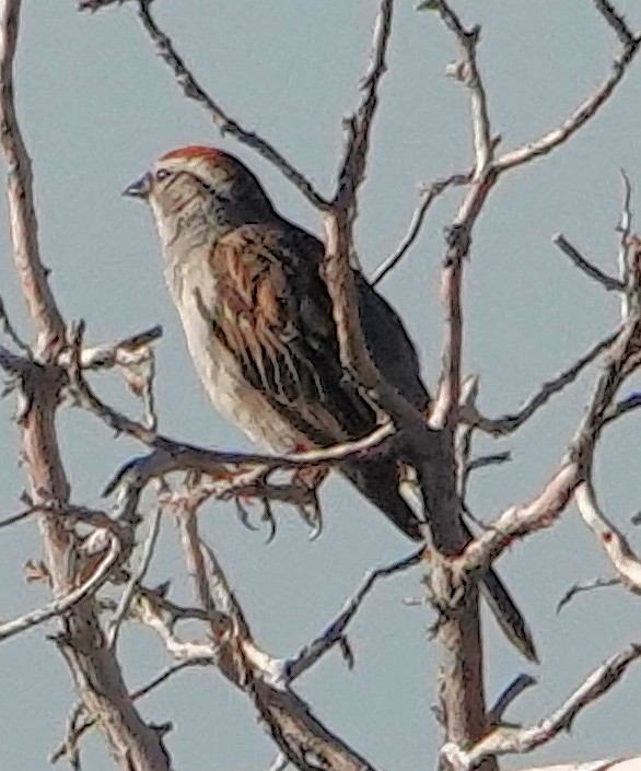 Chipping Sparrow - ML621051362
