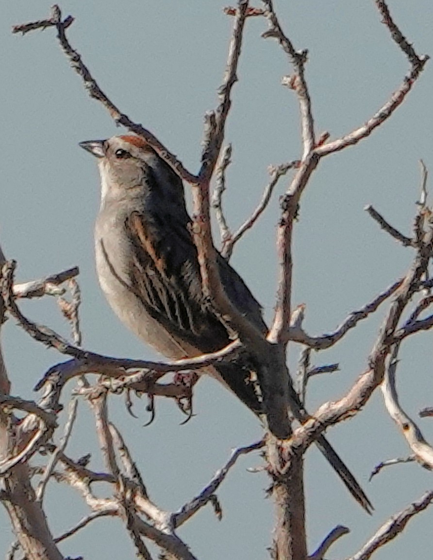 Chipping Sparrow - ML621051363