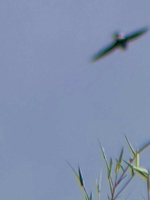 紫針尾雨燕 - ML621051368