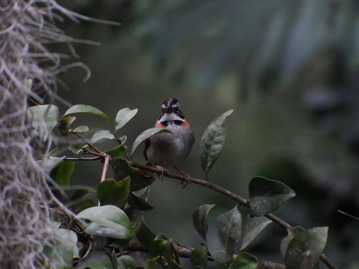 Rufous-collared Sparrow - ML621051397