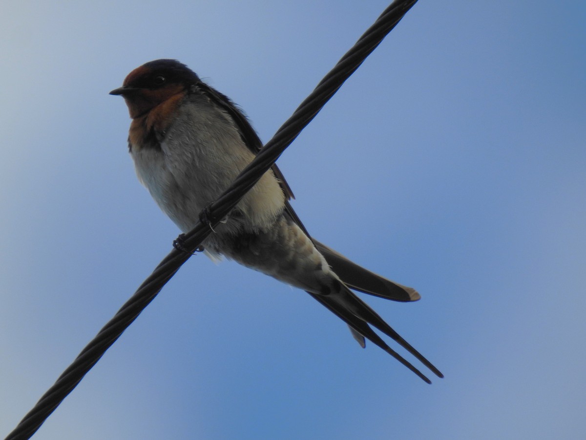 Welcome Swallow - ML621051415