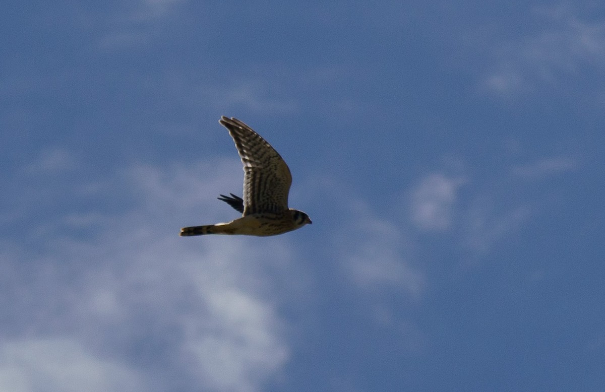 American Kestrel - ML621051416