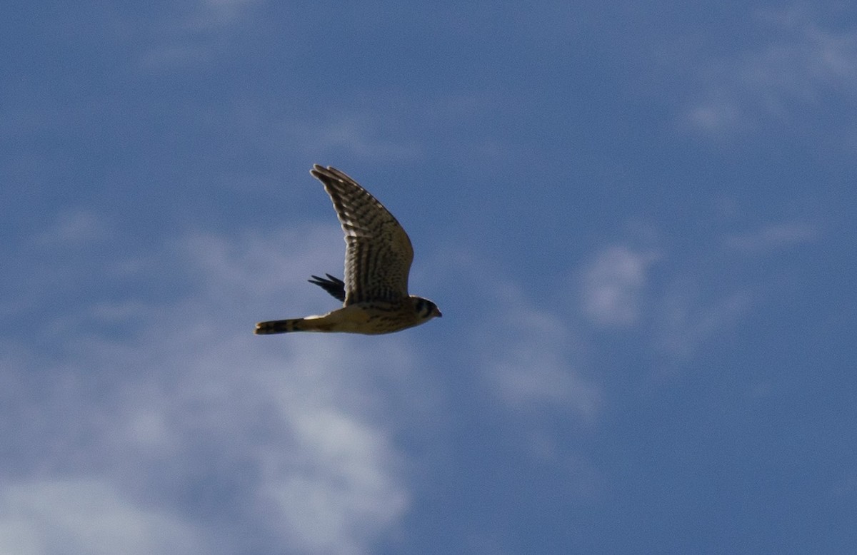 American Kestrel - ML621051416