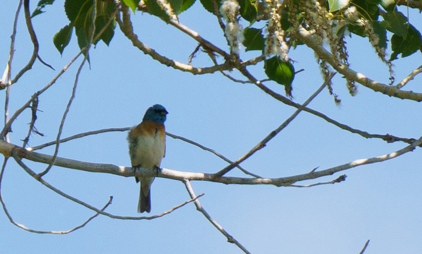 Lazuli Bunting - ML621051425