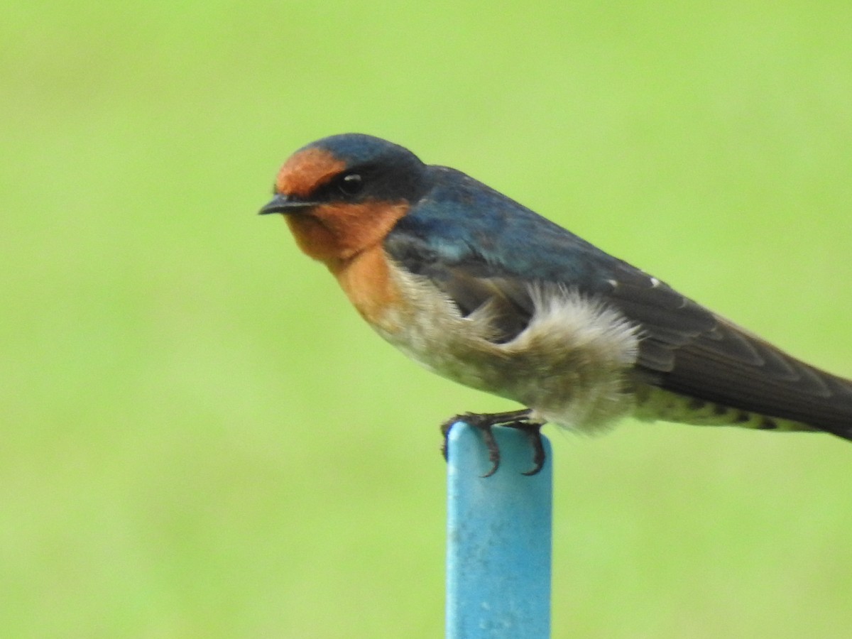 Welcome Swallow - ML621051430