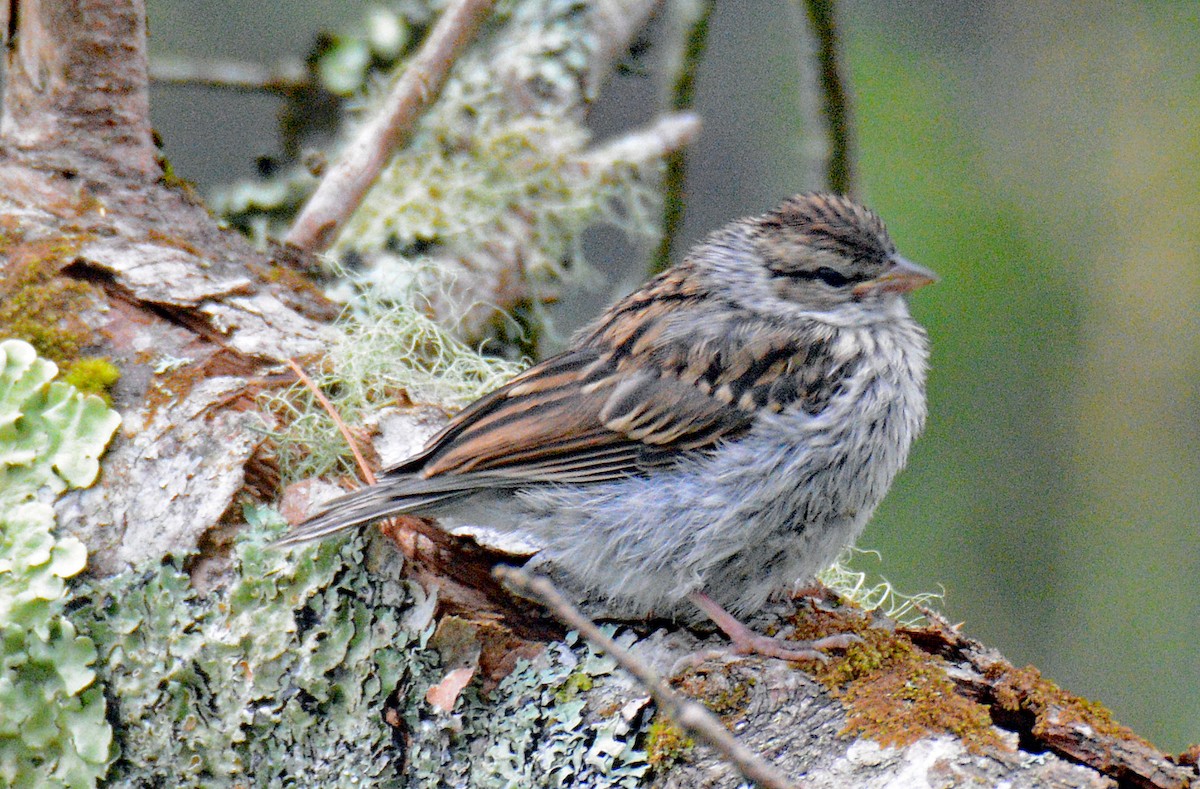 Chipping Sparrow - ML621051431