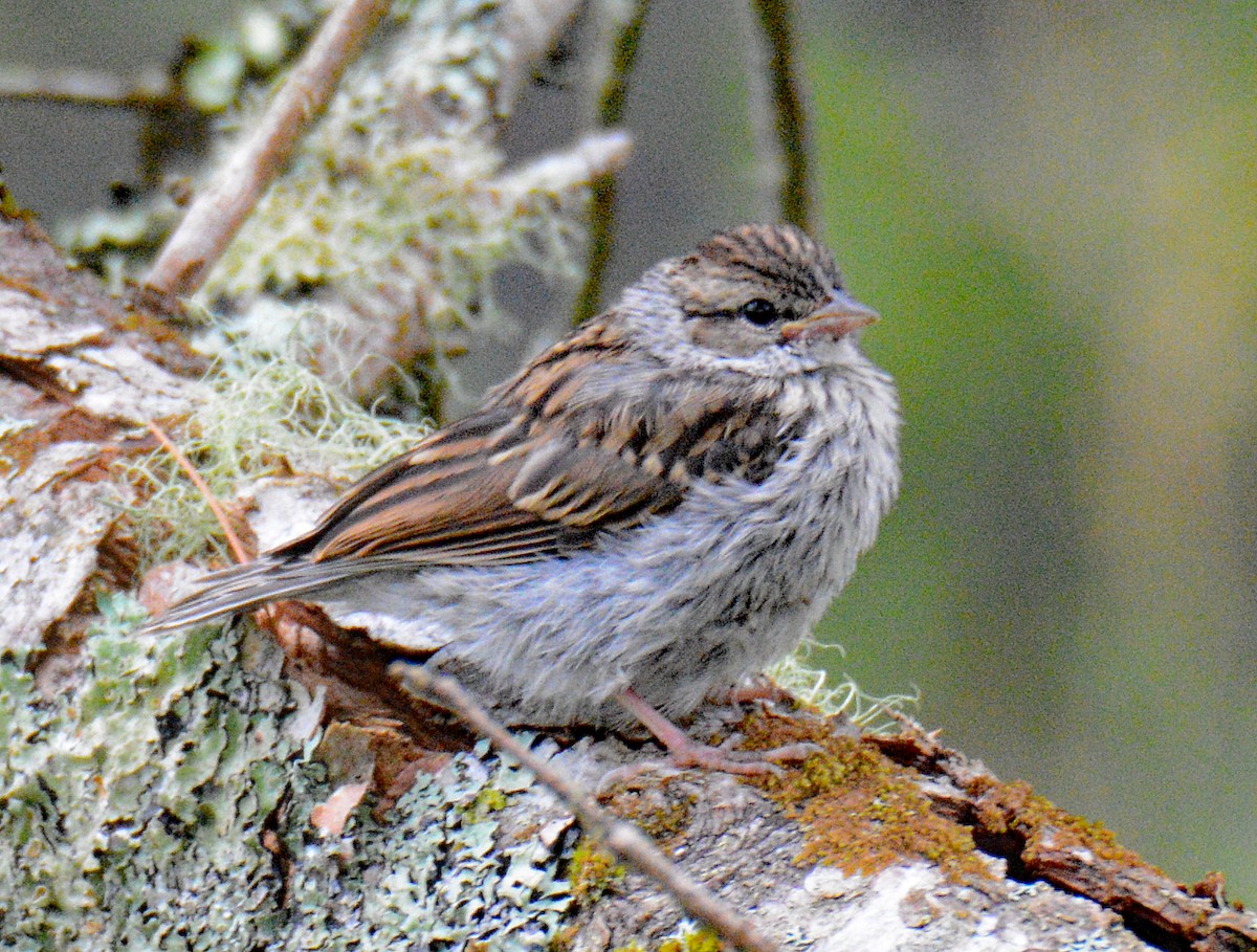 Chipping Sparrow - ML621051432