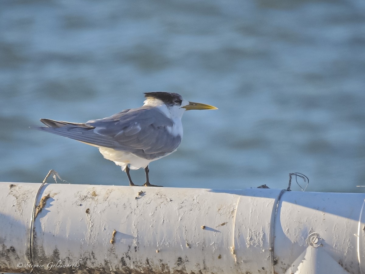 Great Crested Tern - Stephen Goldsworthy