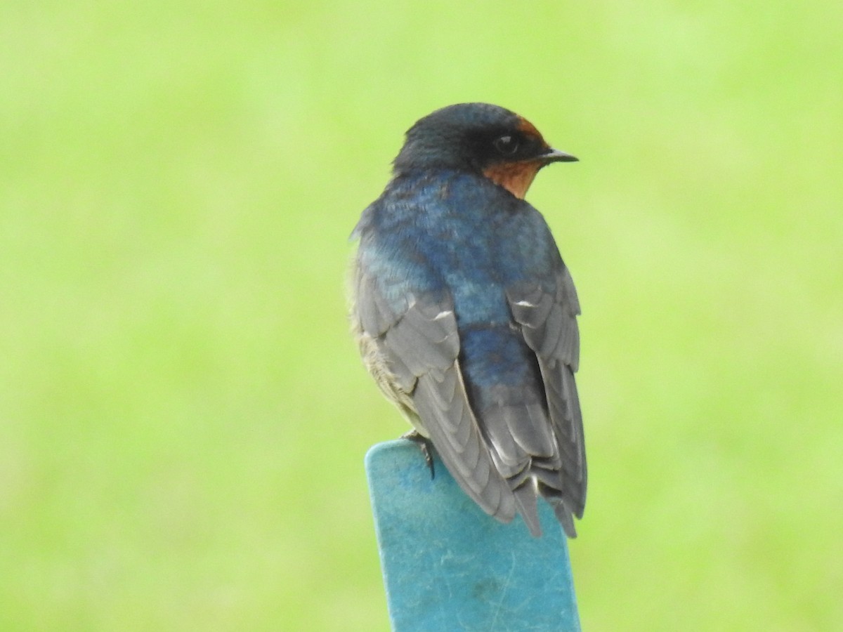 Welcome Swallow - ML621051435