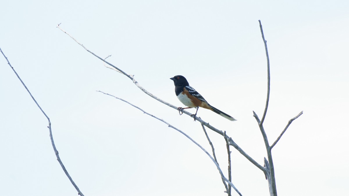 Spotted Towhee - ML621051436
