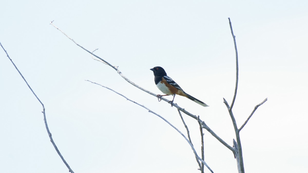 Spotted Towhee - Robin Trevillian