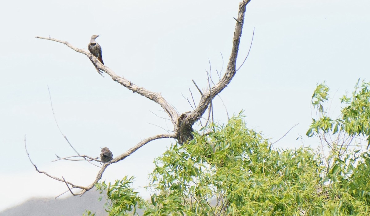 Northern Flicker - ML621051449