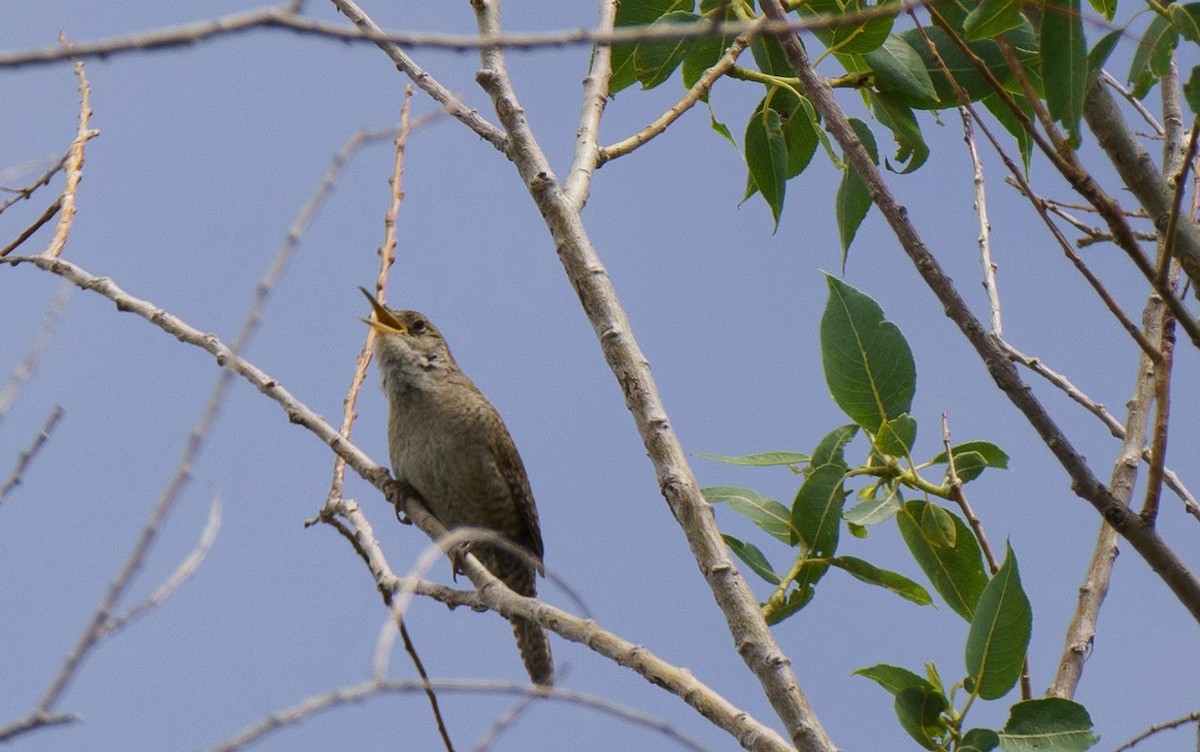 Northern House Wren - ML621051455