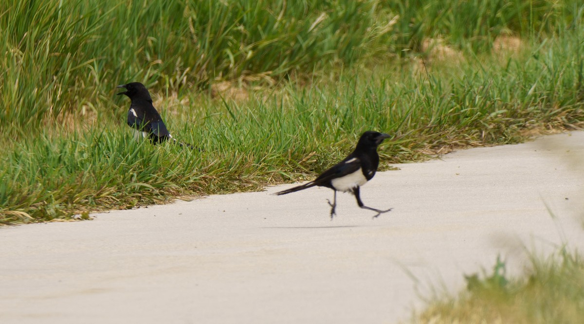 Black-billed Magpie - ML621051457