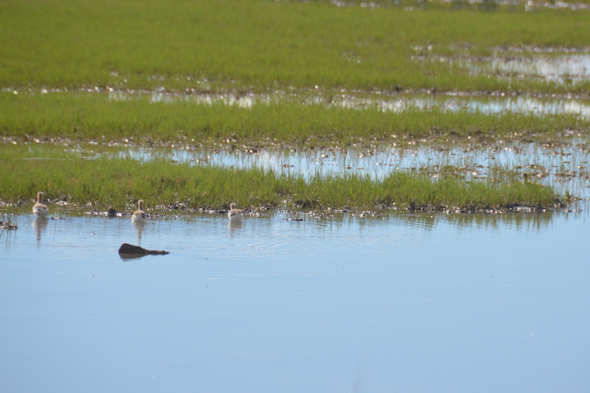 American Avocet - ML621051461