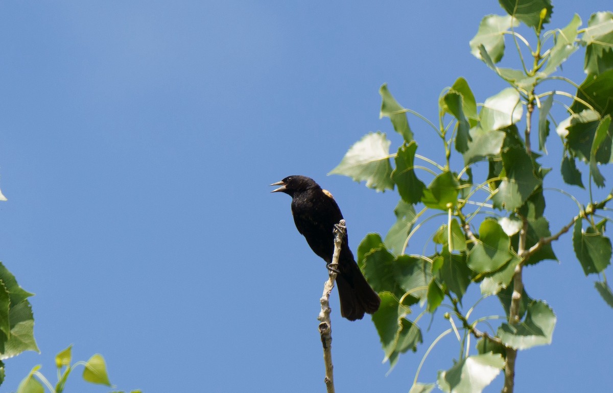 Red-winged Blackbird - ML621051466