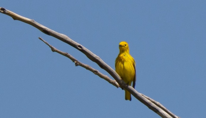 Yellow Warbler - ML621051473