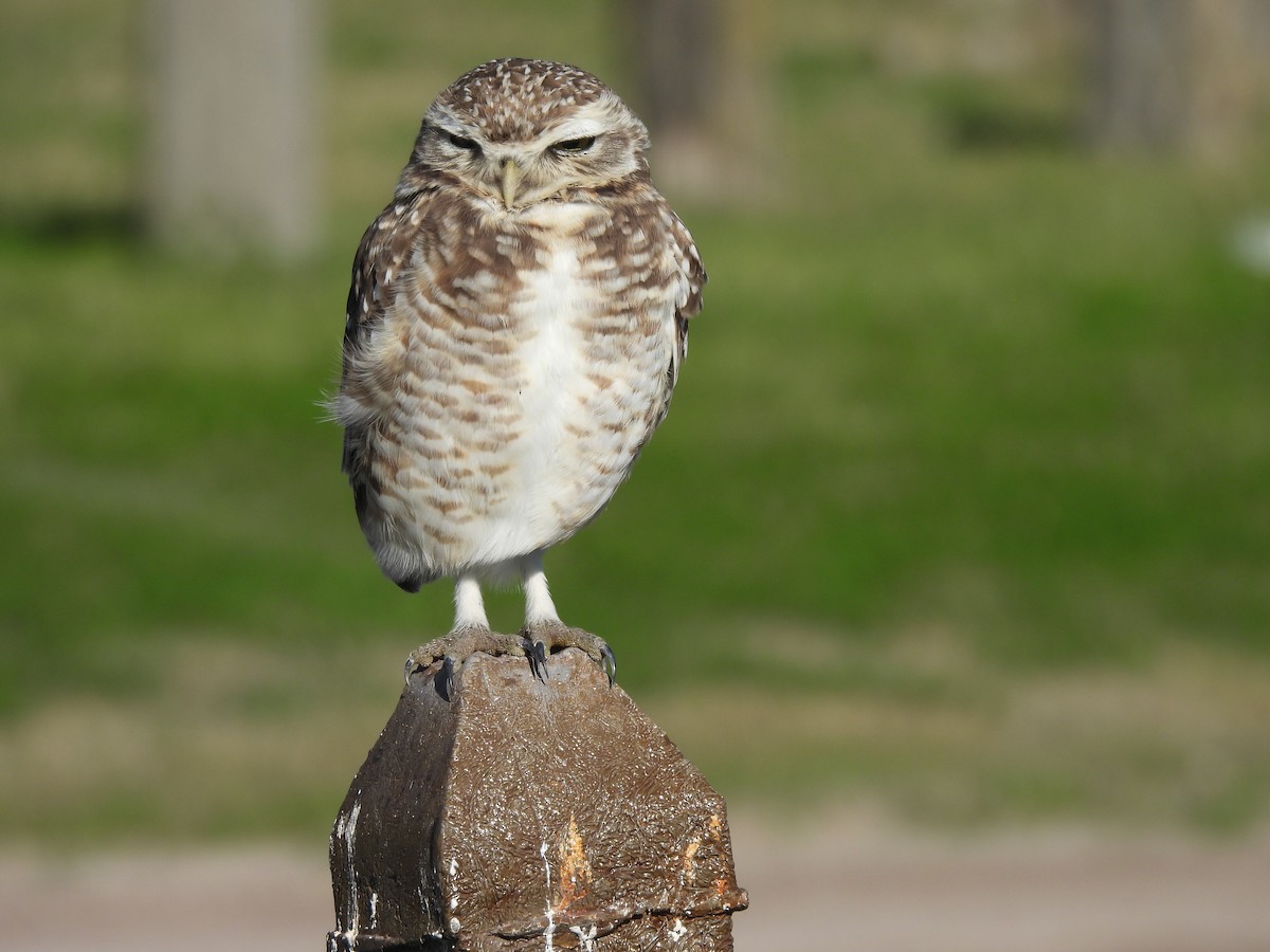 Burrowing Owl - ML621051485