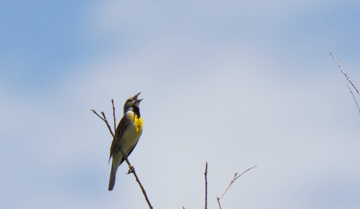 Dickcissel - ML621051486