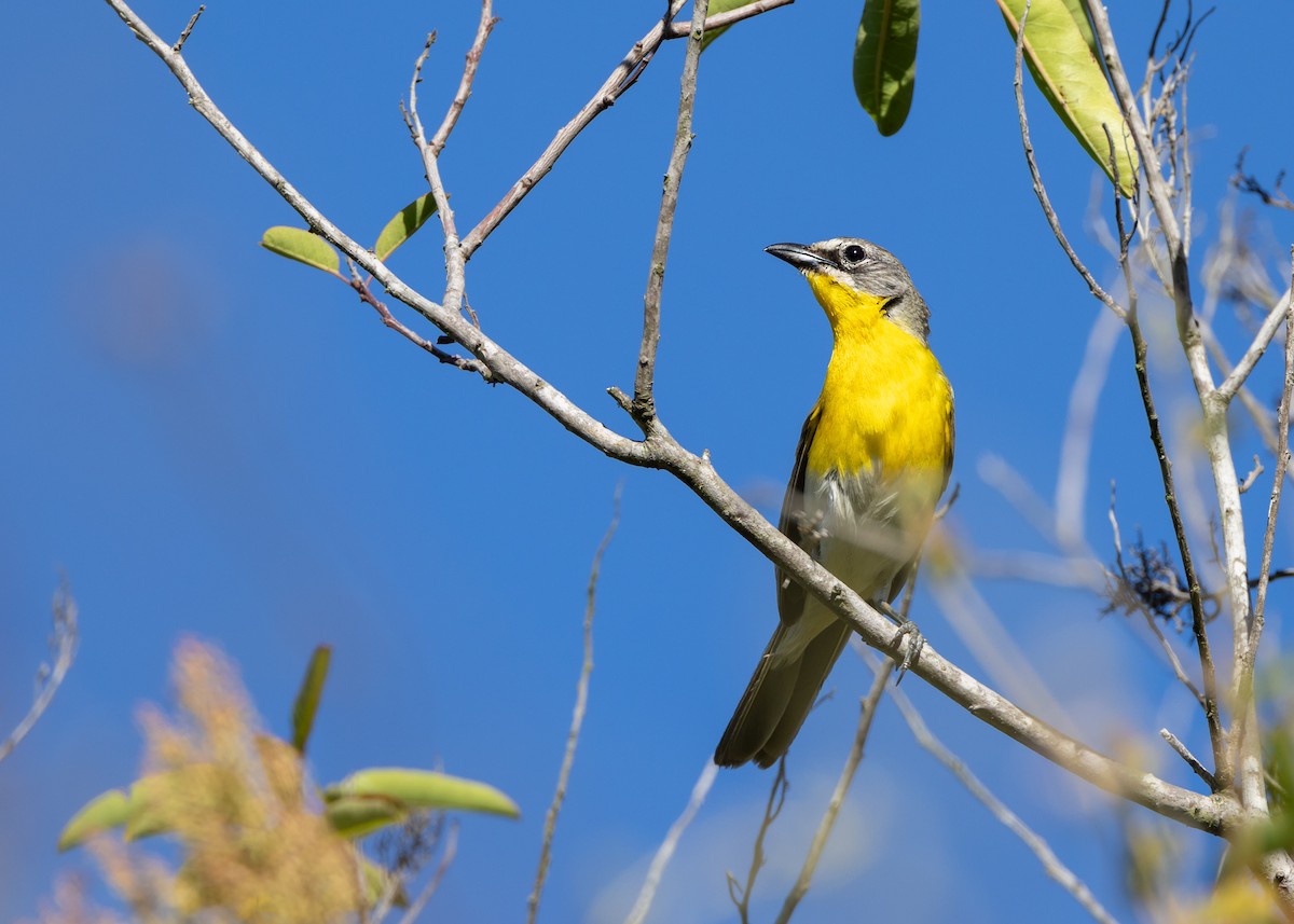 Yellow-breasted Chat (auricollis) - ML621051502